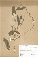 藏品(基隆野山藥)的圖片